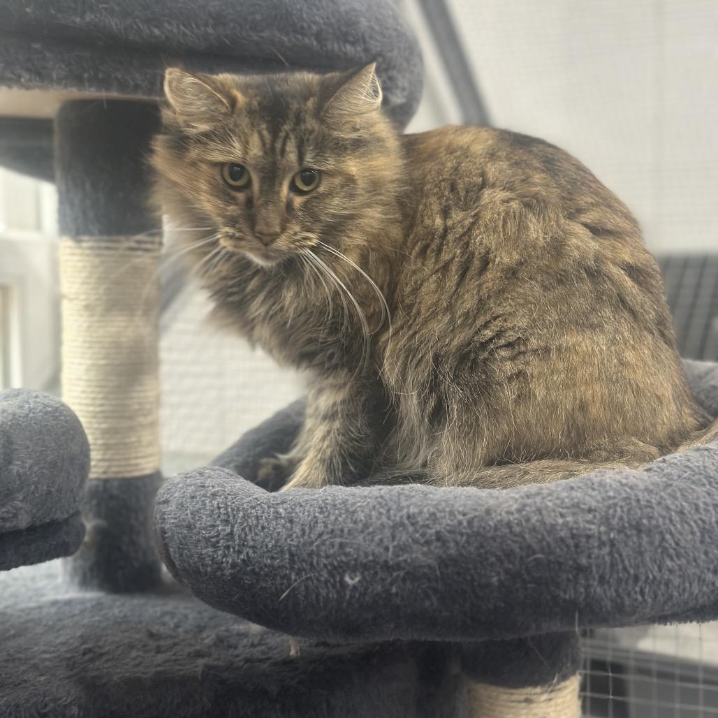 Enlarge Nahlia, a Adoptable Domestic Long Hair in Nokesville, VA image 1/6