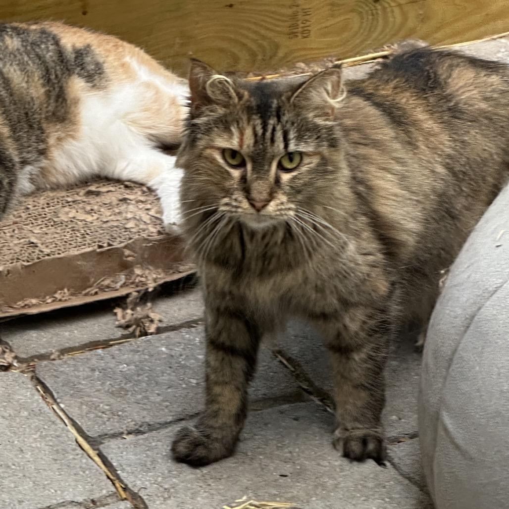 Enlarge Nahlia, a Adoptable Domestic Long Hair in Nokesville, VA image 2/6