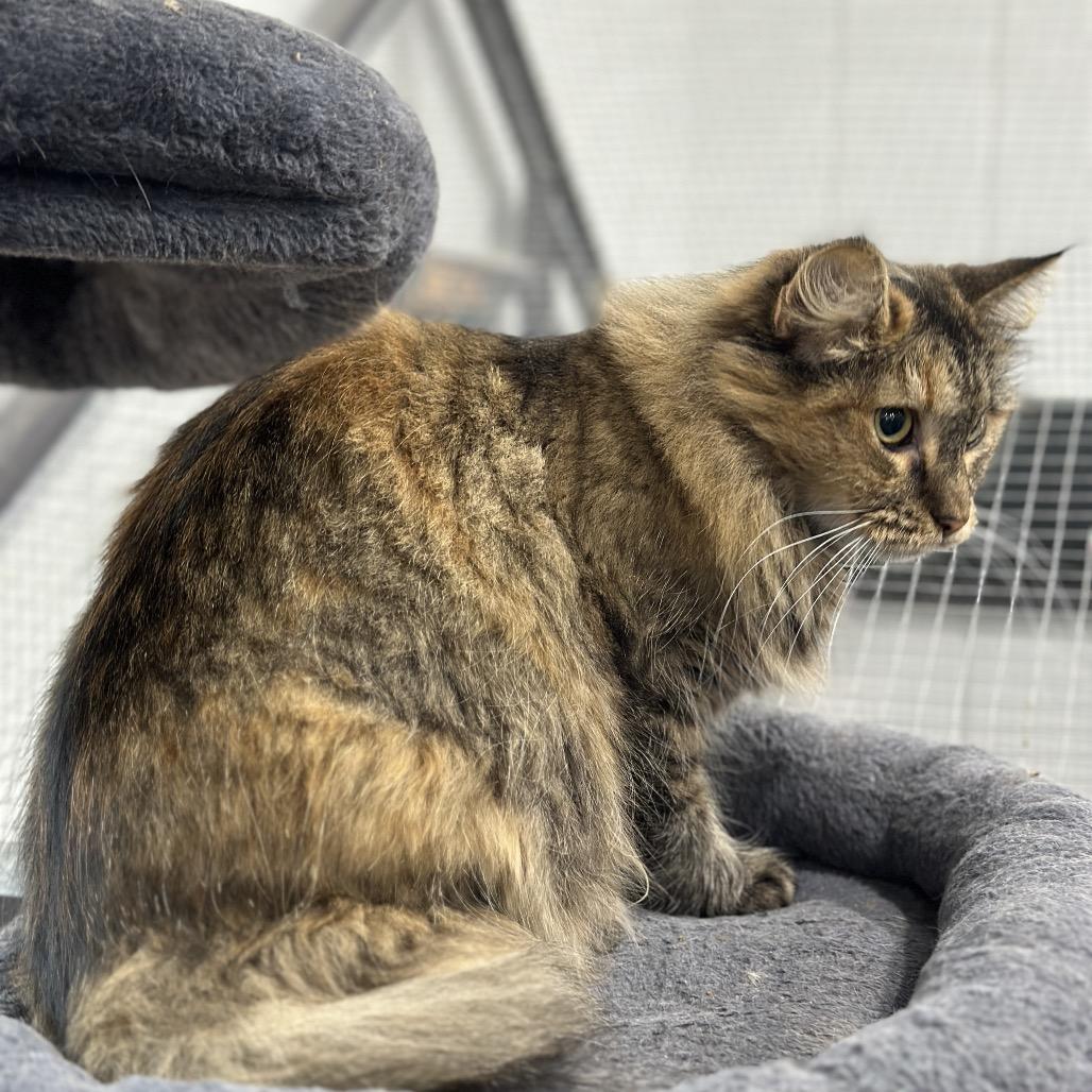 Enlarge Nahlia, a Adoptable Domestic Long Hair in Nokesville, VA image 3/6