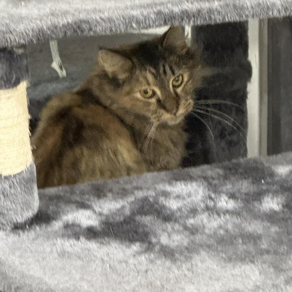 Enlarge Nahlia, a Adoptable Domestic Long Hair in Nokesville, VA image 4/6