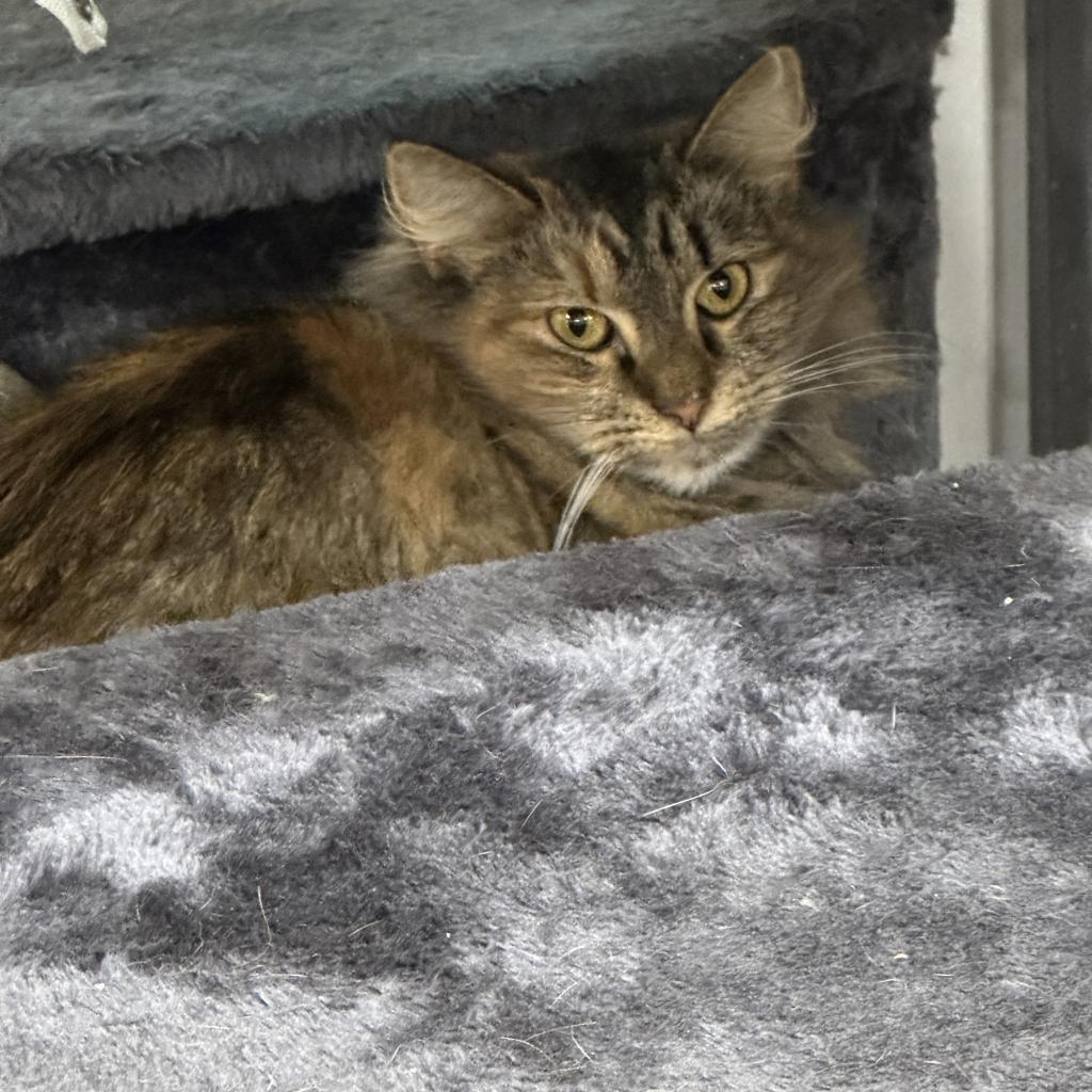 Enlarge Nahlia, a Adoptable Domestic Long Hair in Nokesville, VA image 5/6