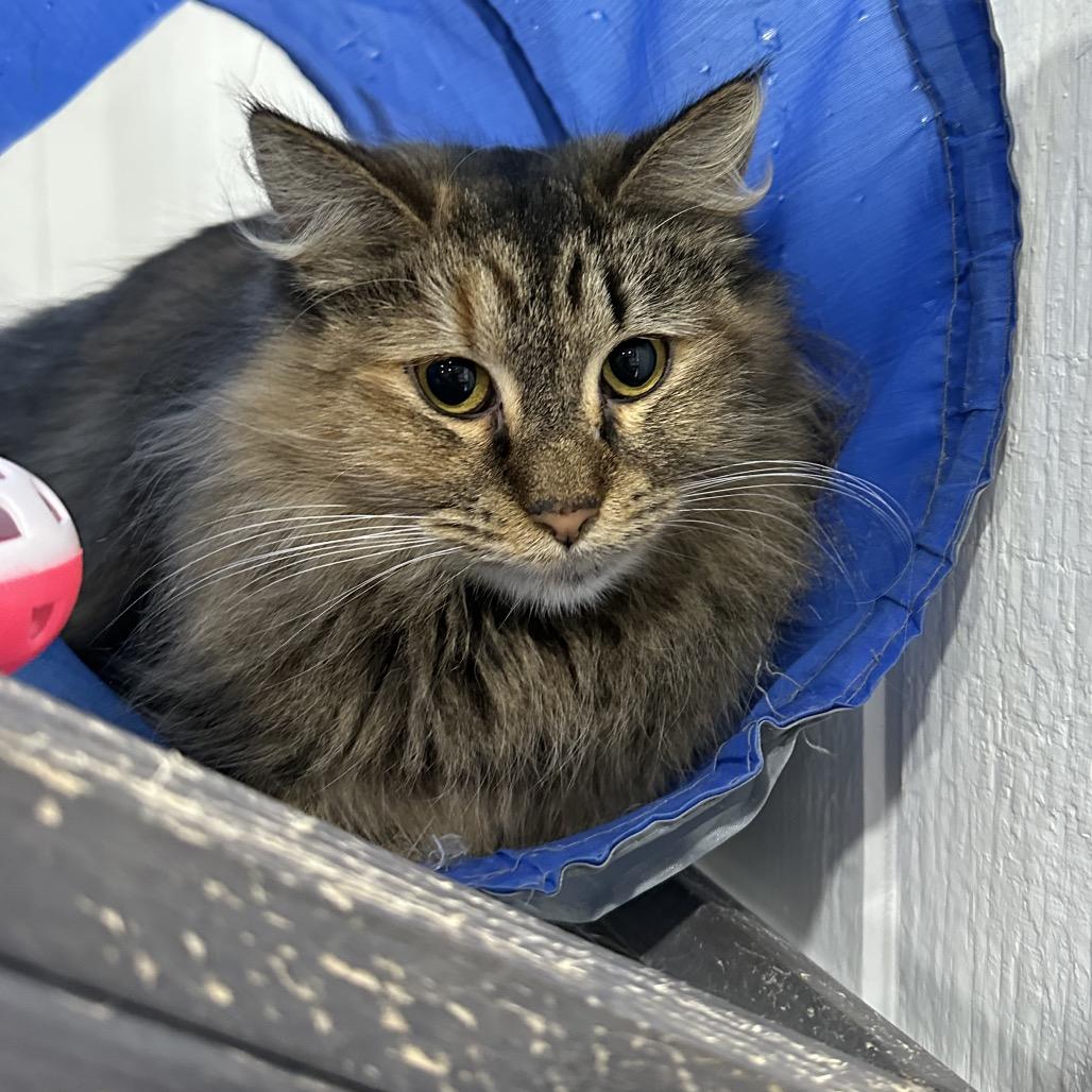 Enlarge Nahlia, a Adoptable Domestic Long Hair in Nokesville, VA image 6/6