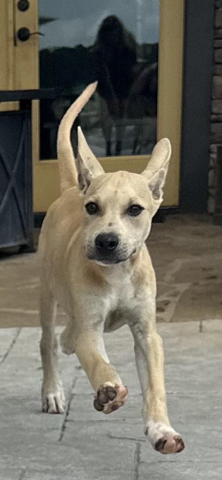 BRIGGS, a ADOPTABLE mixed breed in Newborn, GA image 3/5