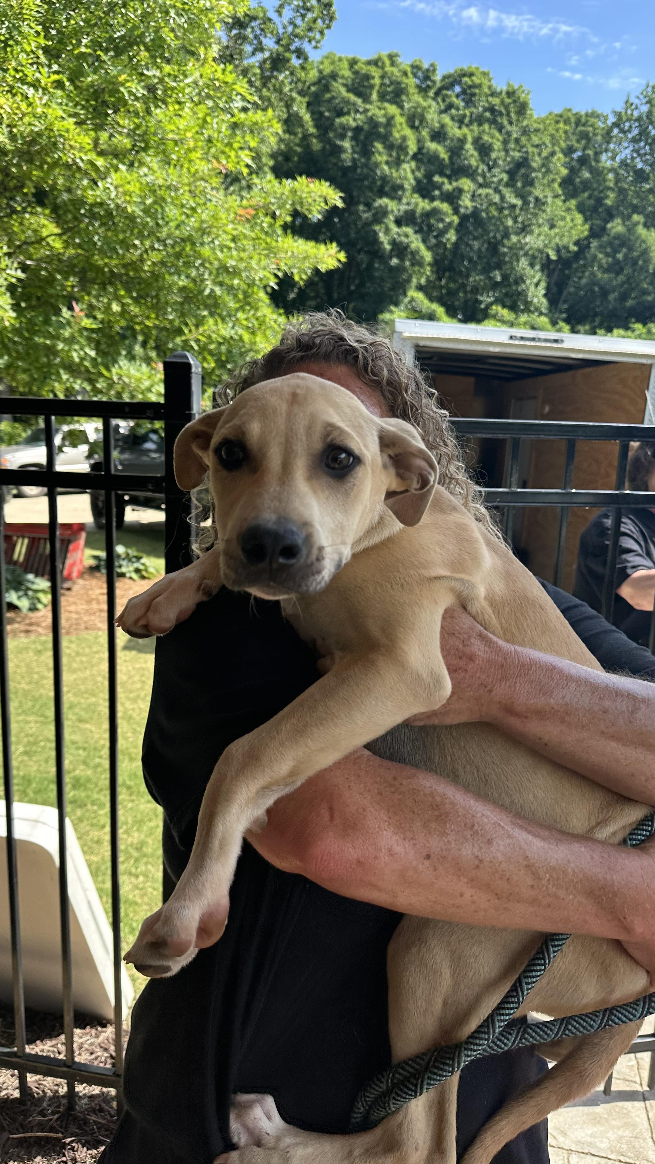 BRIGGS, a ADOPTABLE mixed breed in Newborn, GA image 1/5