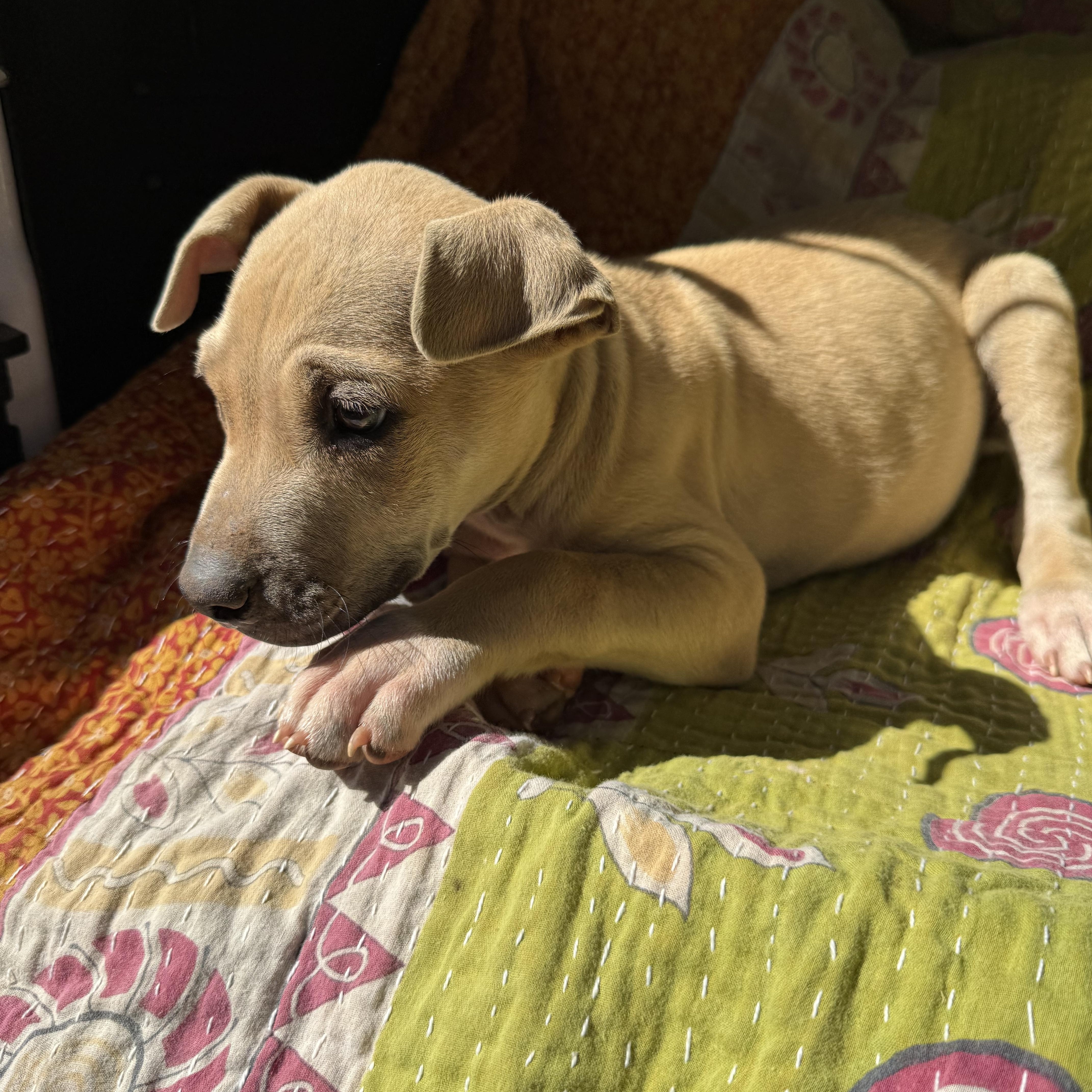 BRIGGS, a ADOPTABLE mixed breed in Newborn, GA image 4/5