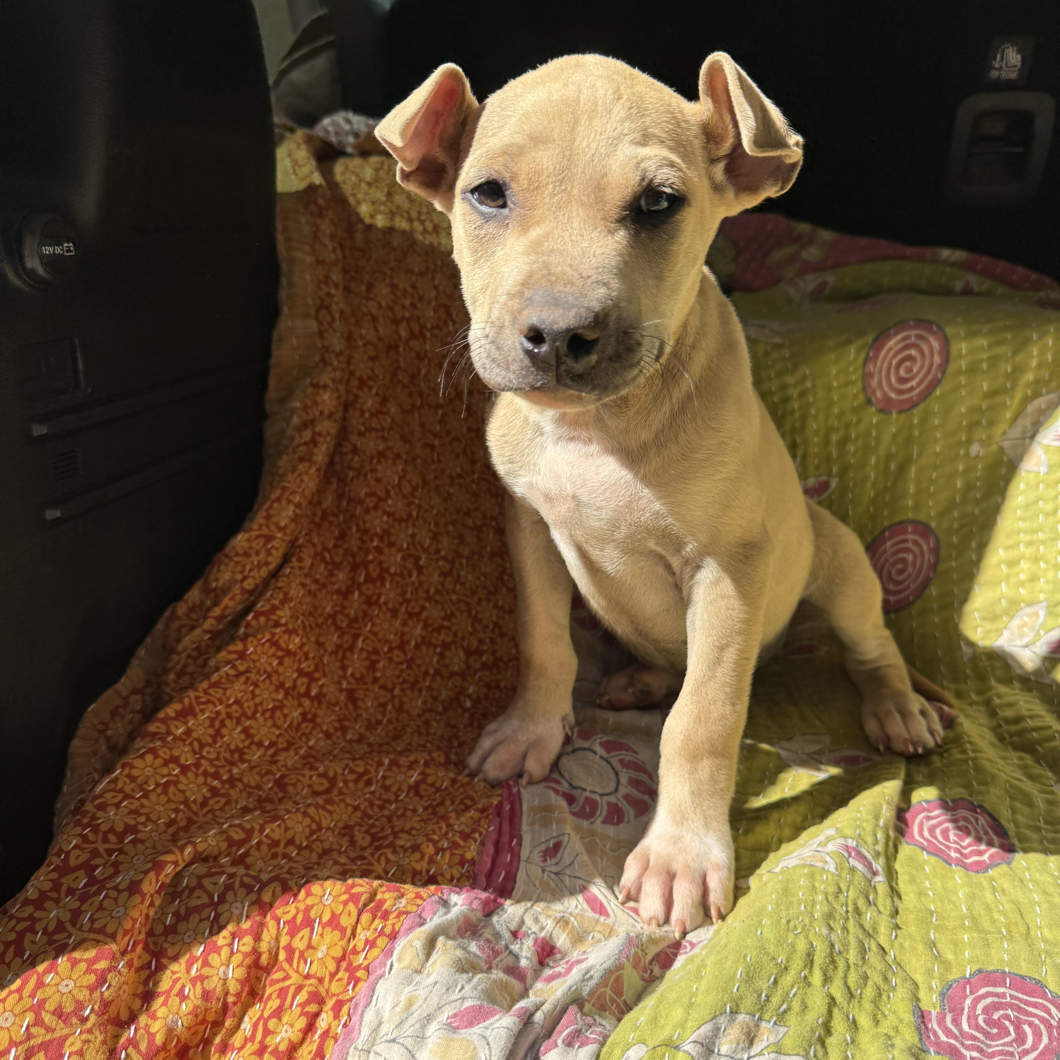 BRIGGS, a ADOPTABLE mixed breed in Newborn, GA image 1/5