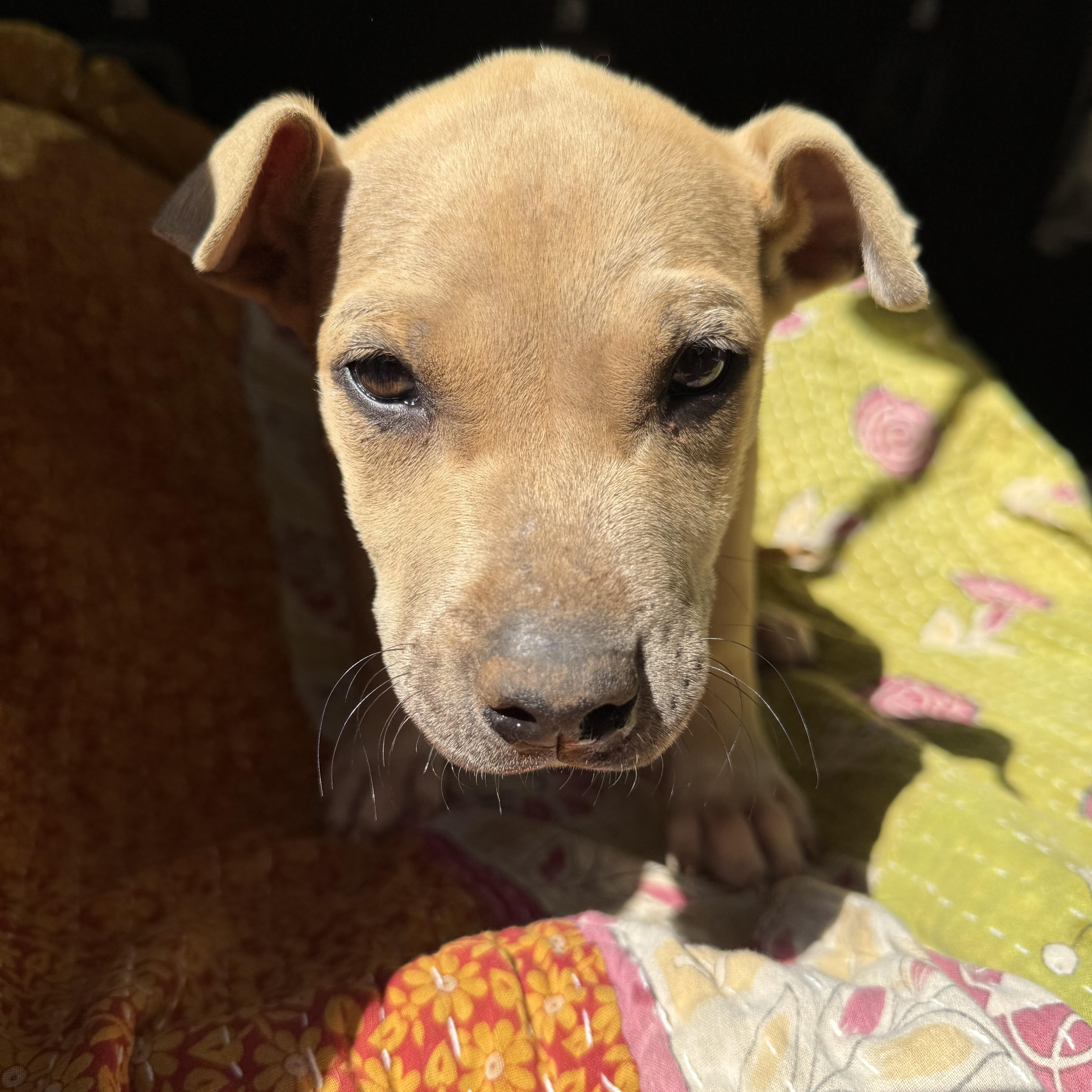 BRIGGS, a ADOPTABLE mixed breed in Newborn, GA image 2/5