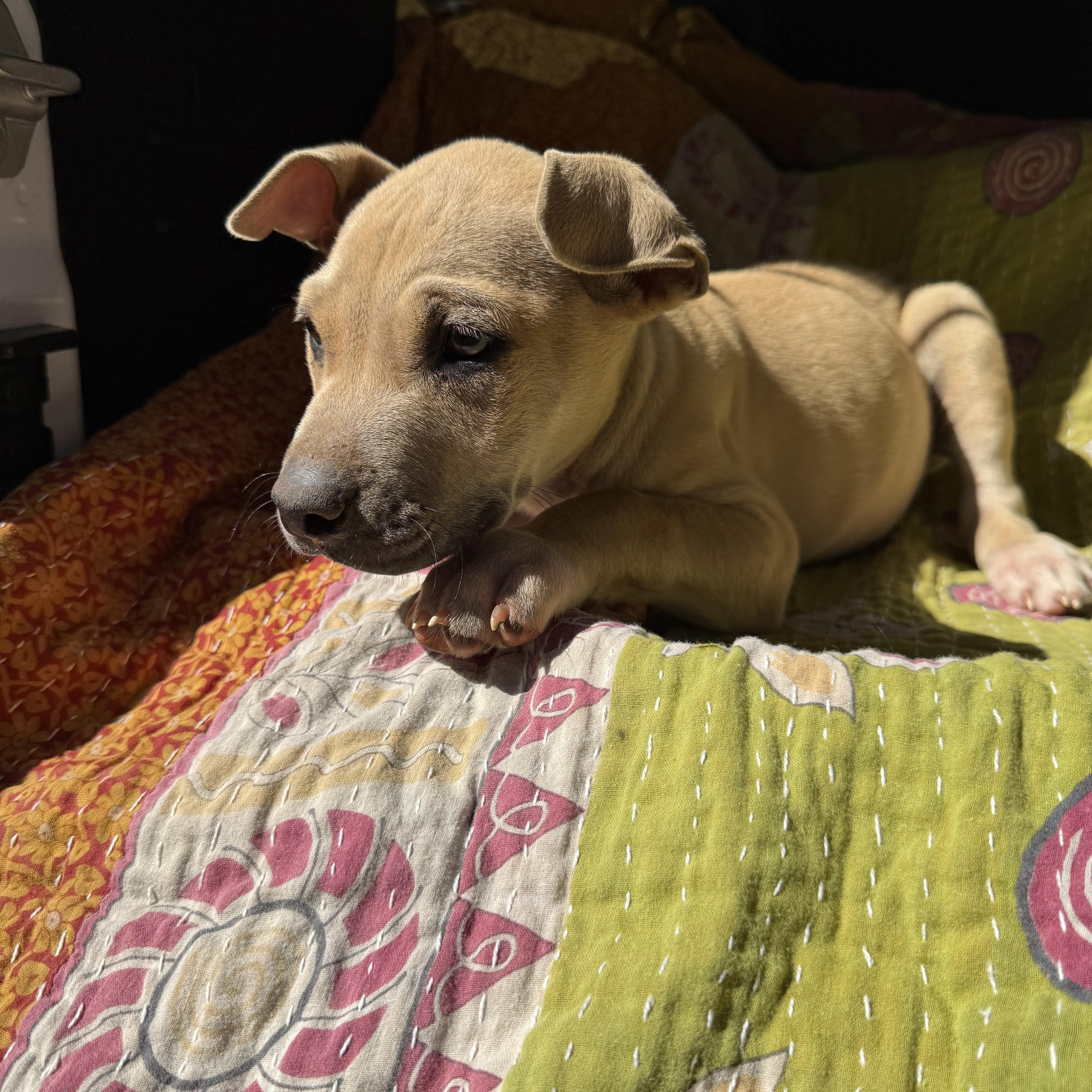 BRIGGS, a ADOPTABLE mixed breed in Newborn, GA image 5/5