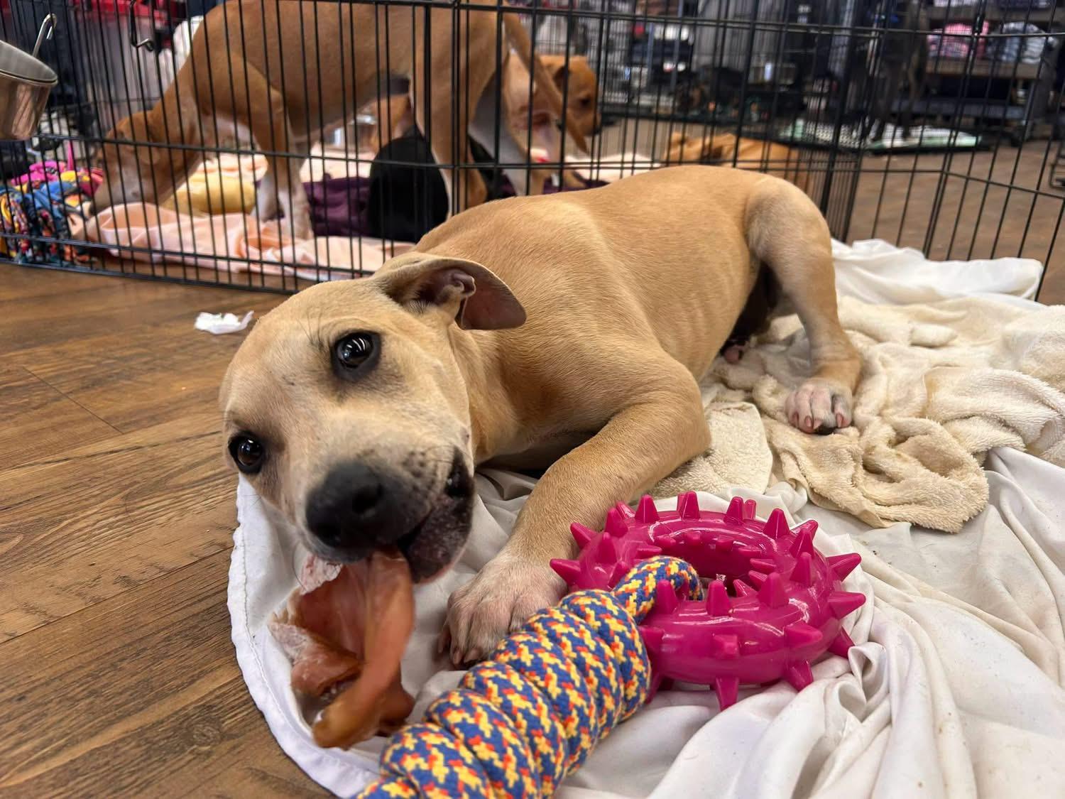 BRIGGS, a ADOPTABLE mixed breed in Newborn, GA image 2/5