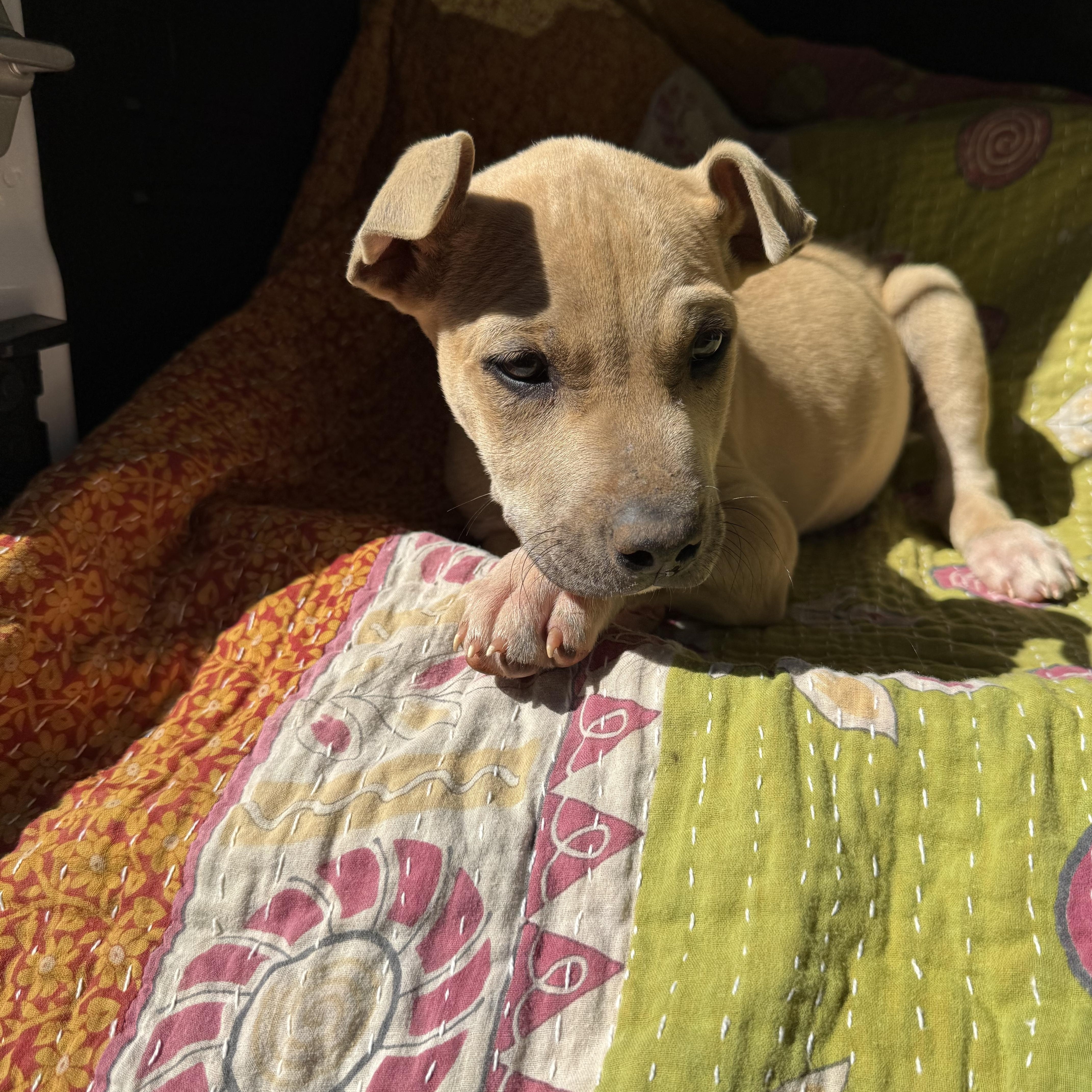 BRIGGS, a ADOPTABLE mixed breed in Newborn, GA image 3/5