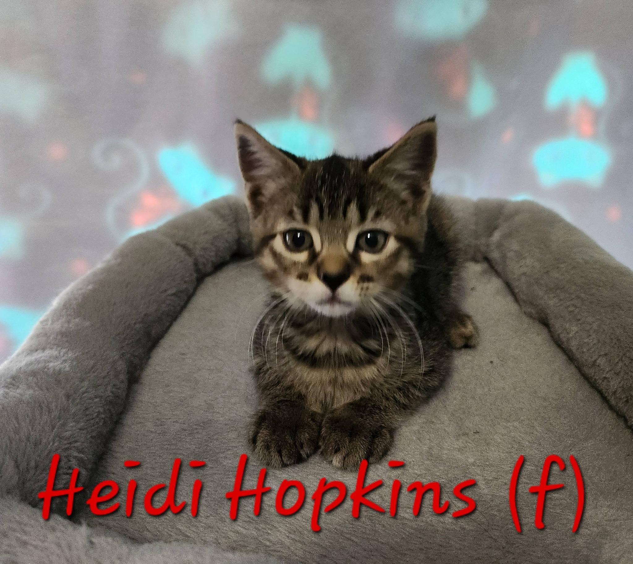 Enlarge Heidi Hopkins, a ADOPTABLE Domestic Short Hair in Clarksville, TN image 2/2