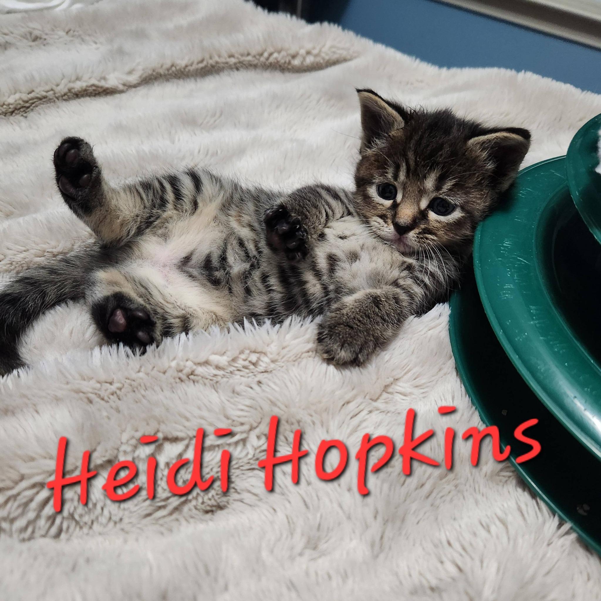 Heidi Hopkins, ADOPTABLE, Kitten Female Domestic Short Hair.