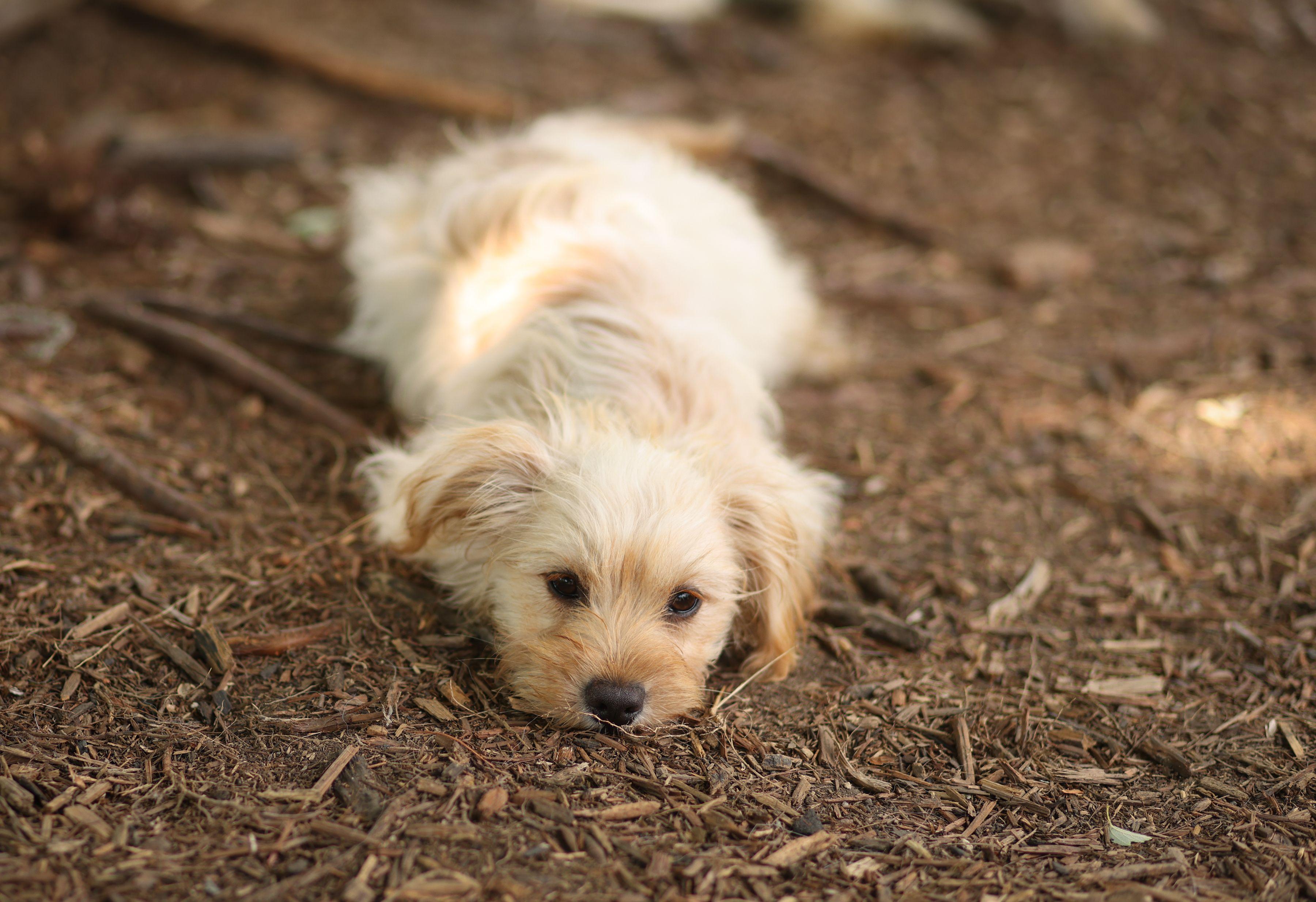 Sandy, a Adoptable mixed breed in Monroe, NC image 2/3