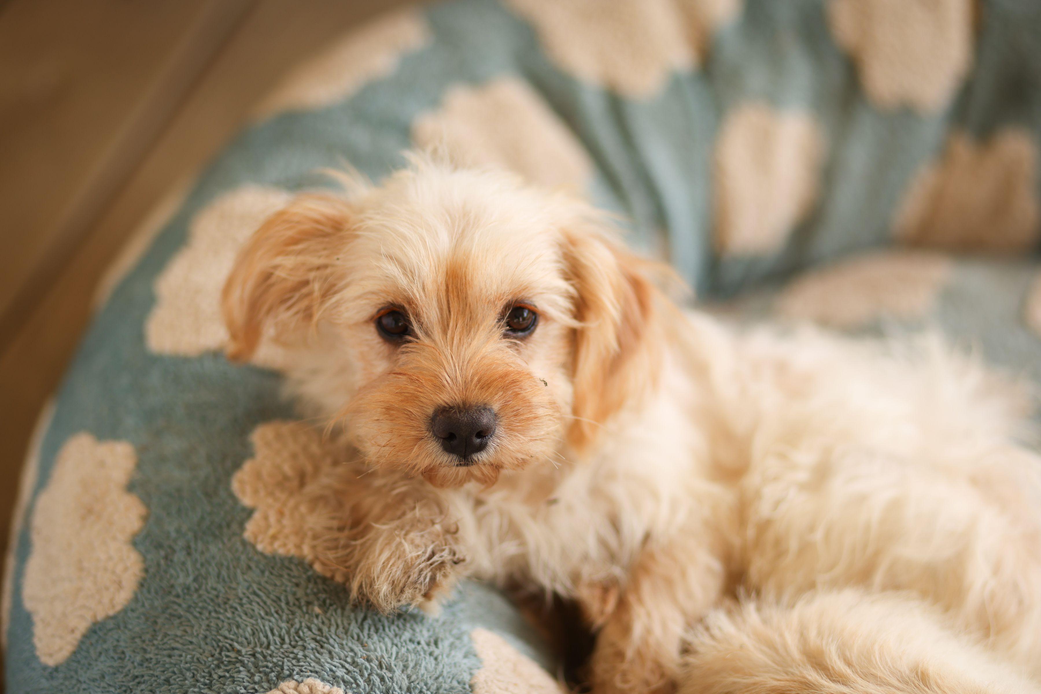 Sandy, a Adoptable mixed breed in Monroe, NC image 1/3