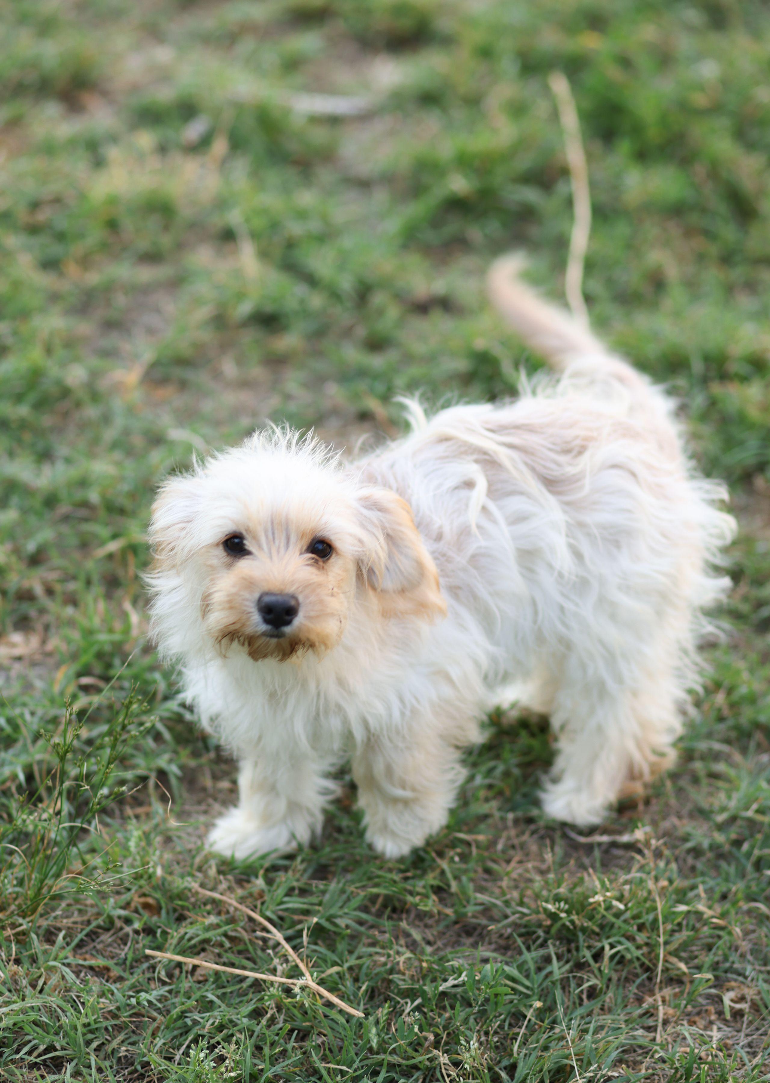 Sandy, a Adoptable mixed breed in Monroe, NC image 3/3