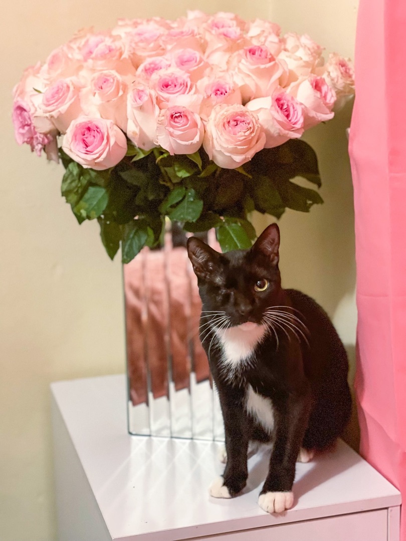 Michael aka Pirate, a Adoptable Tuxedo in Los Angeles, CA image 2/6