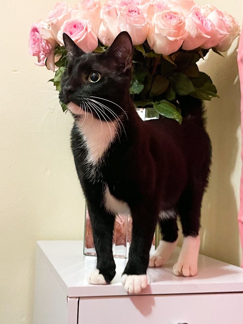Michael aka Pirate, a Adoptable Tuxedo in Los Angeles, CA image 3/6