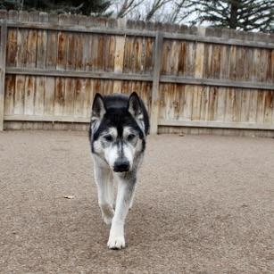 Enlarge Balto, an adopted mixed breed in Aspen, CO image 3/6