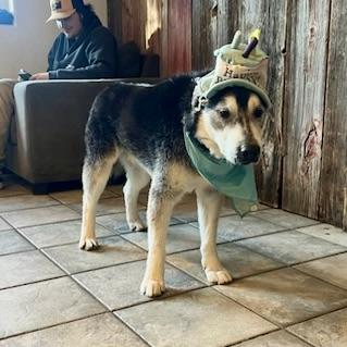 Enlarge Balto, an adopted mixed breed in Aspen, CO image 5/6