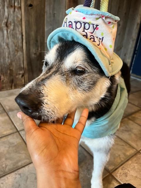 Enlarge Balto, an adopted mixed breed in Aspen, CO image 6/6