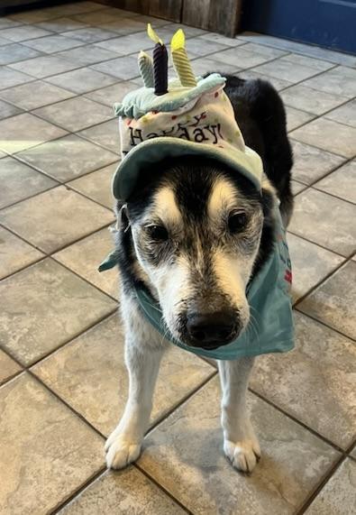 Enlarge Balto, an adopted mixed breed in Aspen, CO image 1/6