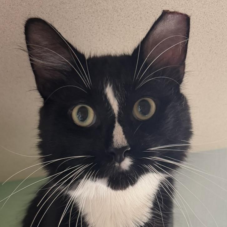 Sylvester, Adoptable, Young Male Domestic Medium Hair.