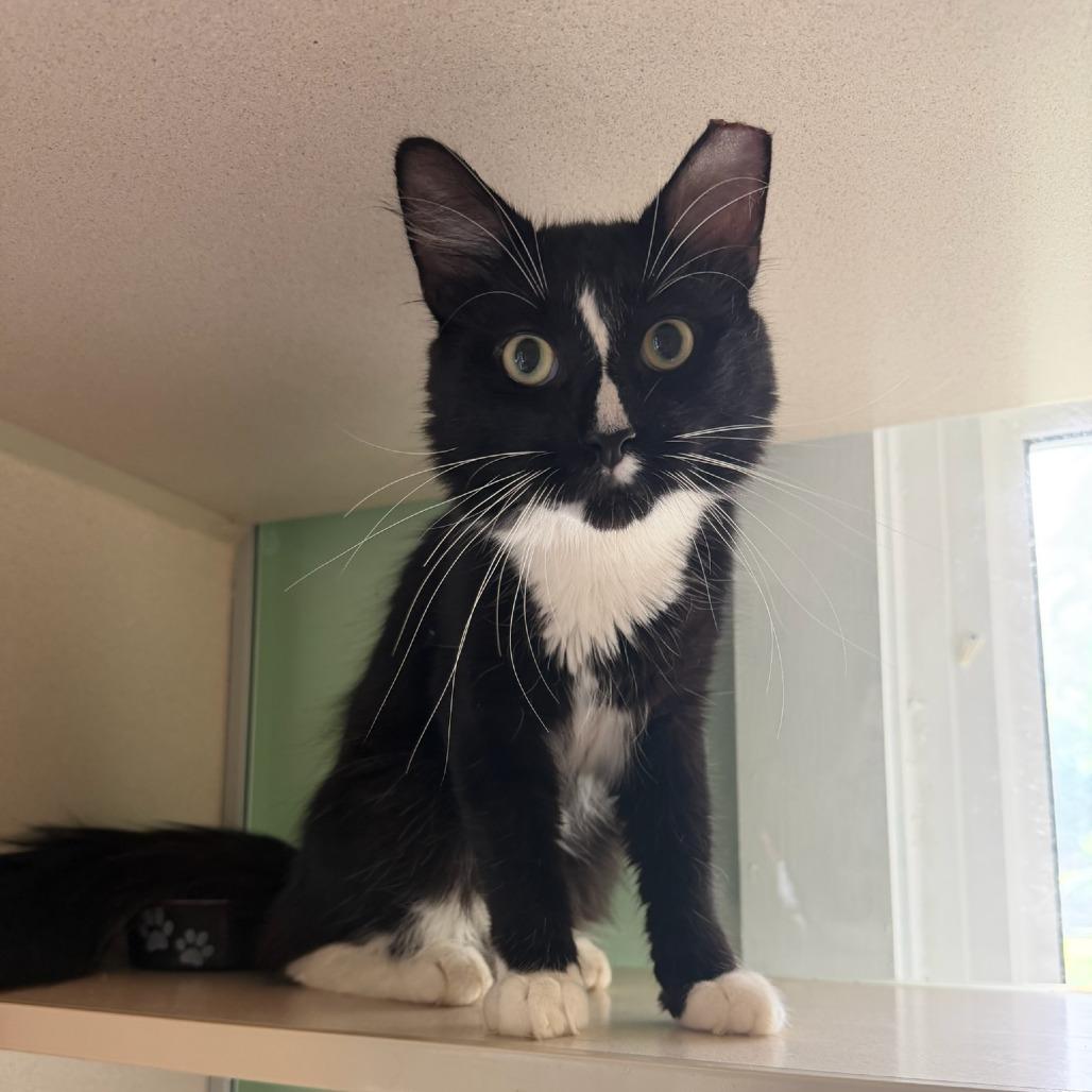 Sylvester, a Adoptable Domestic Medium Hair in Calverton, NY image 2/2