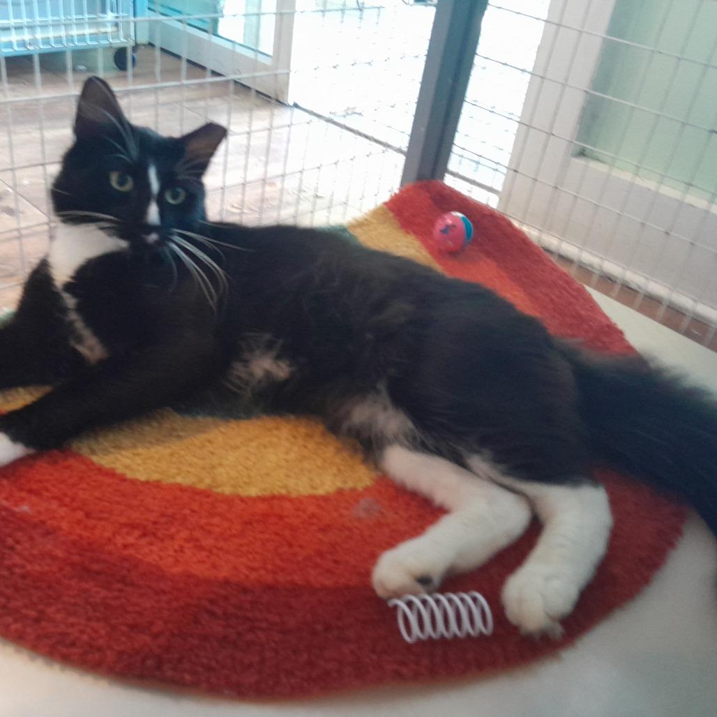 Enlarge Sylvester, a Adoptable Domestic Medium Hair in Calverton, NY image 3/3