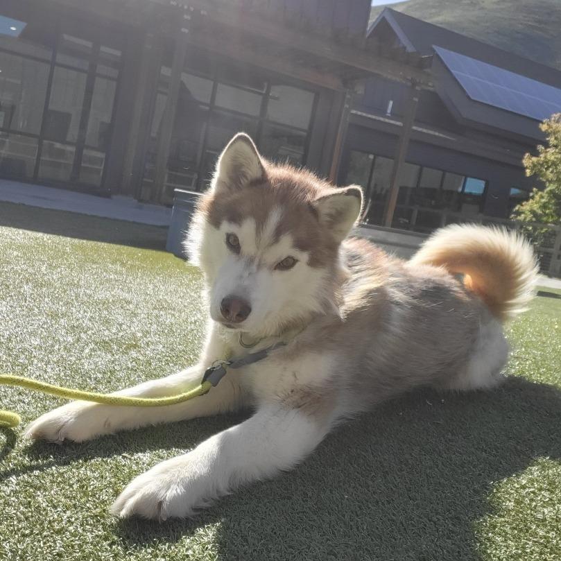 Hazy, a Adoptable Mixed Breed in Hailey, ID image 1/6