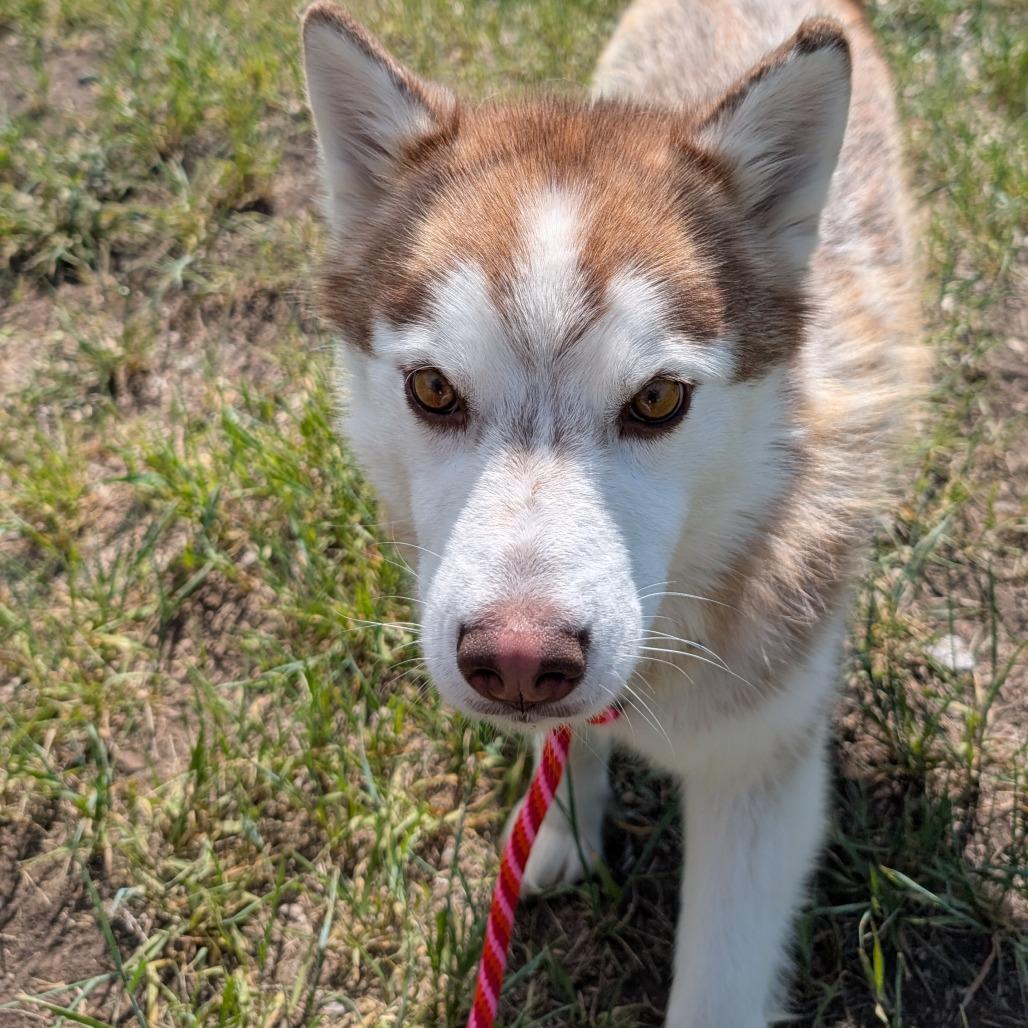 Hazy, a Adoptable Mixed Breed in Hailey, ID image 2/6