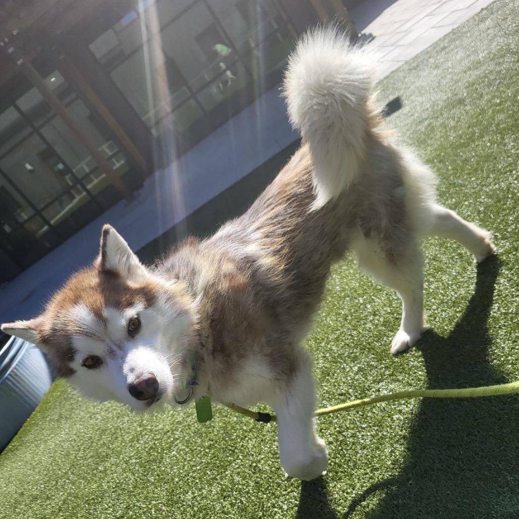 Hazy, a Adoptable Mixed Breed in Hailey, ID image 3/6