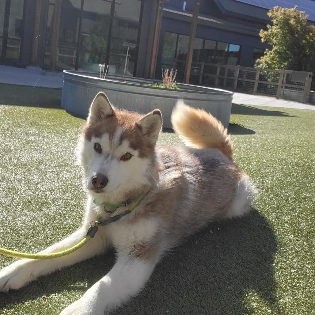 Hazy, a Adoptable Mixed Breed in Hailey, ID image 4/6