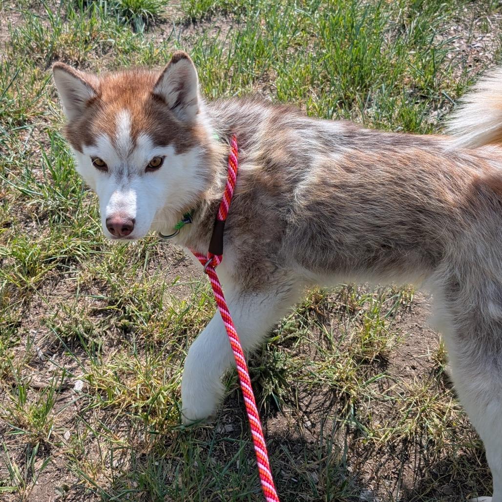 Hazy, a Adoptable Mixed Breed in Hailey, ID image 5/6