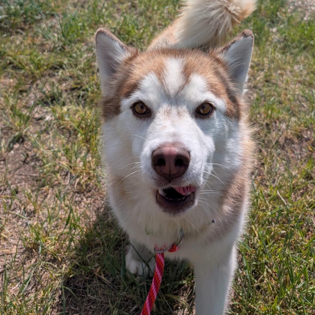 Hazy, a Adoptable Mixed Breed in Hailey, ID image 6/6