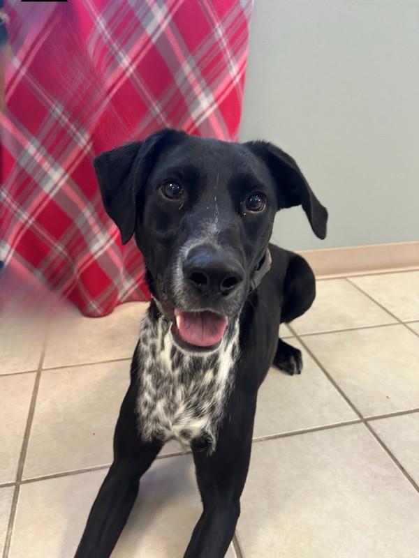 Enlarge Colton, a Adoptable mixed breed in Osage Beach, MO image 1/6