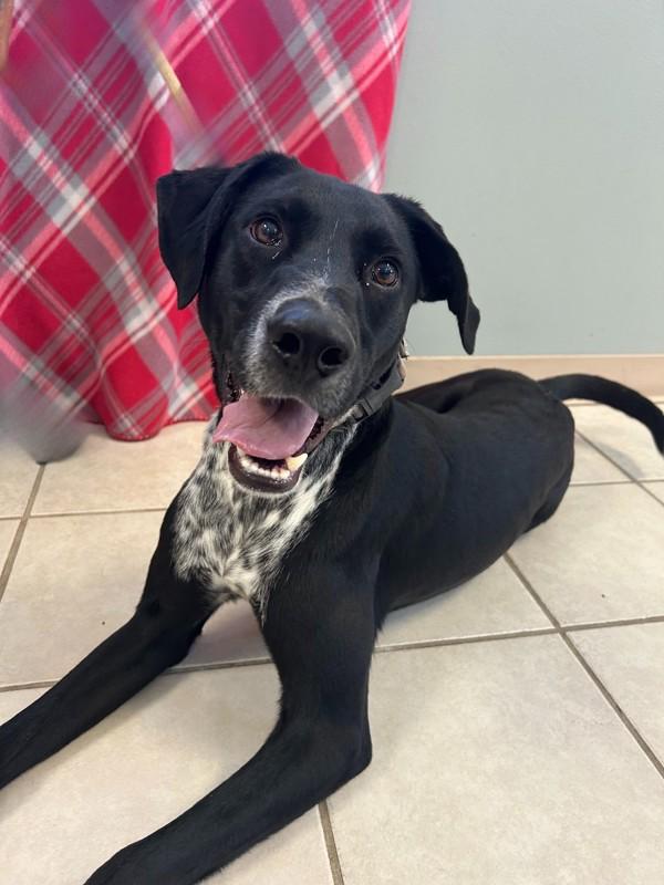 Enlarge Colton, a Adoptable mixed breed in Osage Beach, MO image 2/6