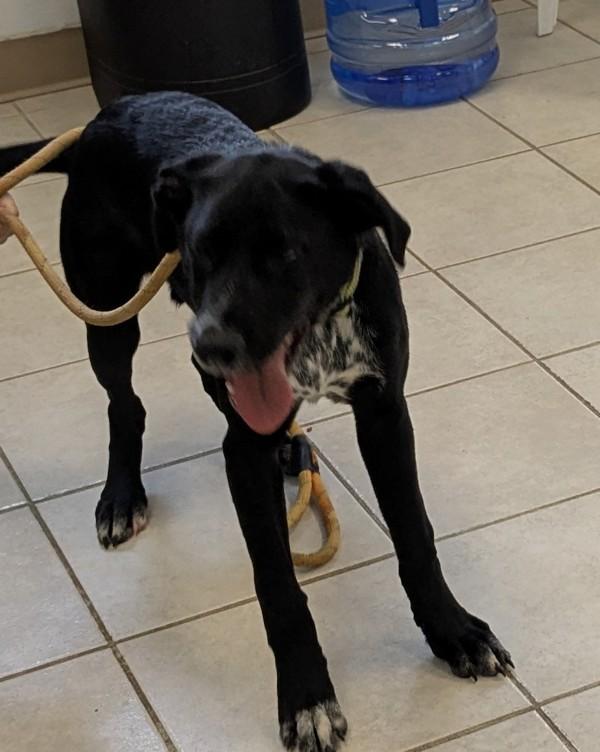 Enlarge Colton, a Adoptable mixed breed in Osage Beach, MO image 5/6