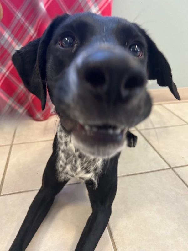 Enlarge Colton, a Adoptable mixed breed in Osage Beach, MO image 4/6