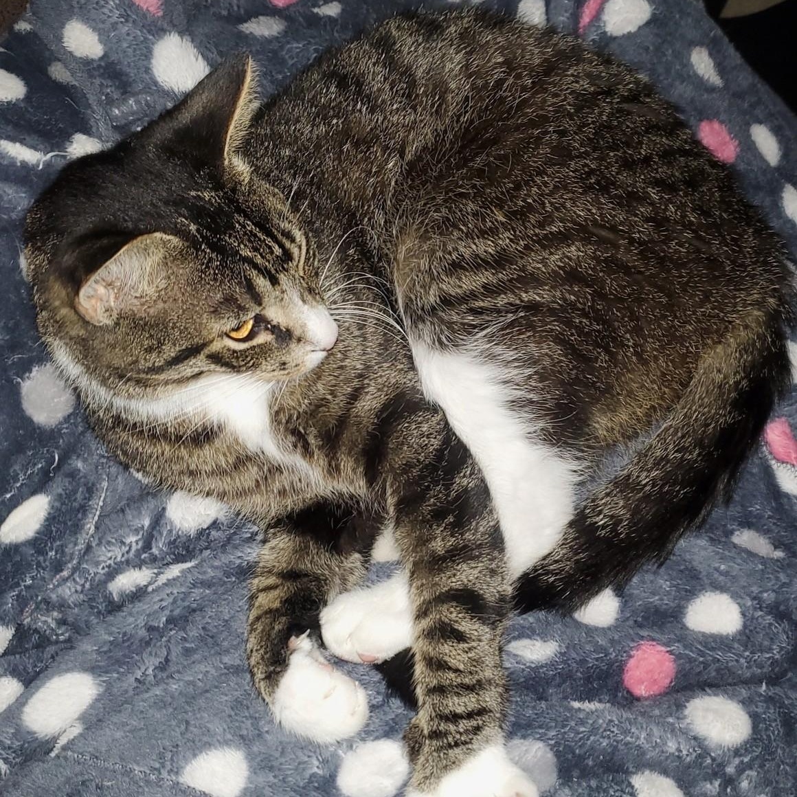 E. B. White thumbnail 4