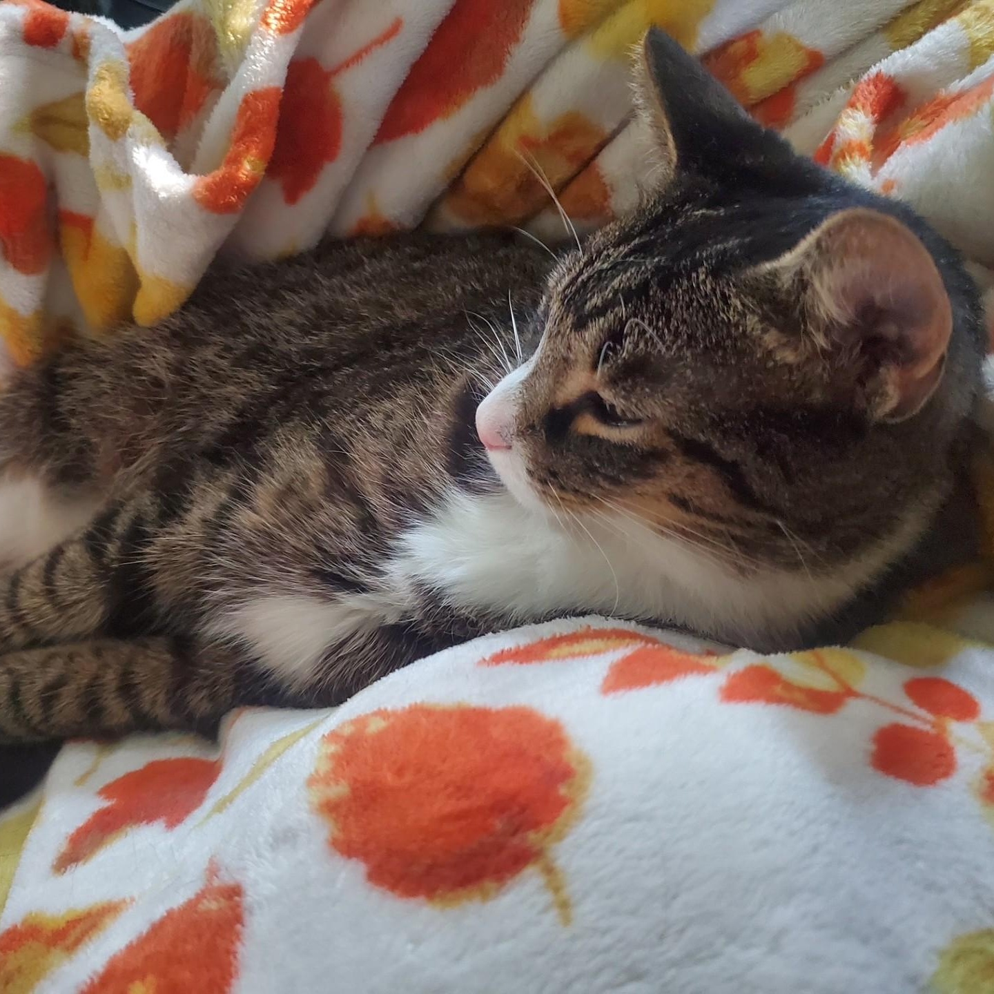 E. B. White thumbnail 6