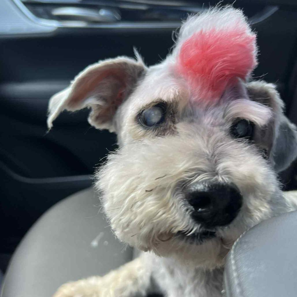 Lancelot, a Adoptable mixed breed in Houston, TX image 1/6