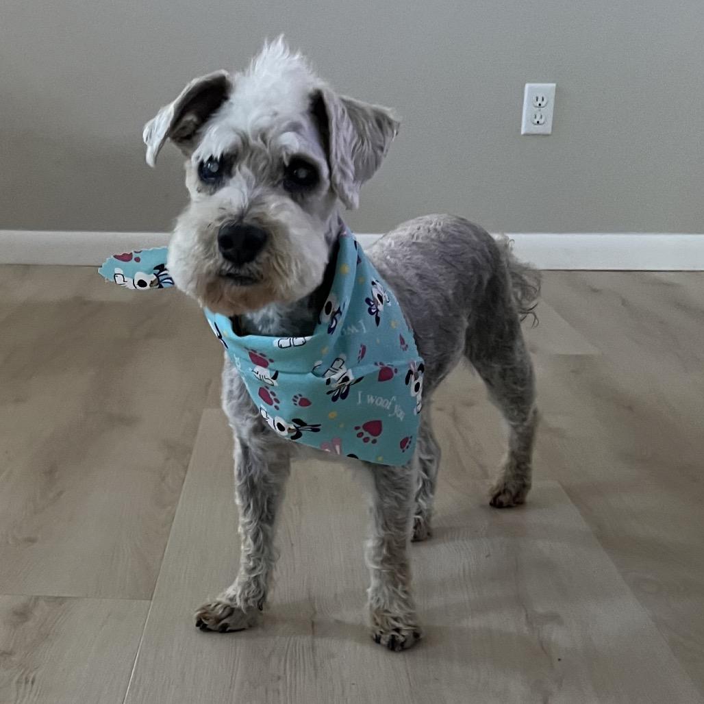 Lancelot, a Adoptable mixed breed in Houston, TX image 3/6