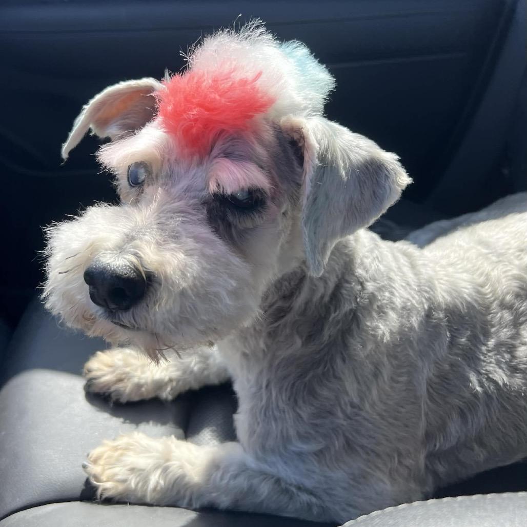 Enlarge Lancelot, a Adoptable mixed breed in Houston, TX image 2/6