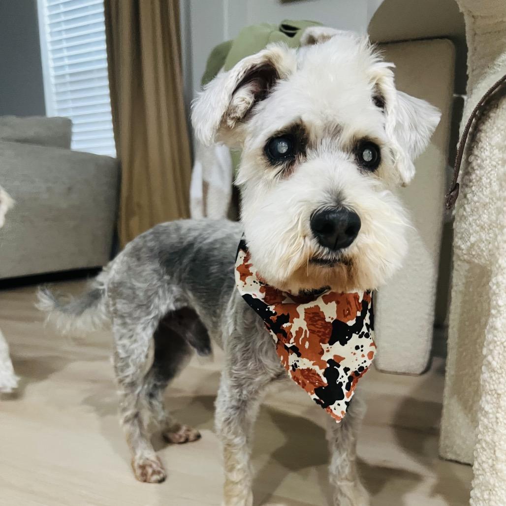 Enlarge Lancelot, a Adoptable mixed breed in Houston, TX image 6/6