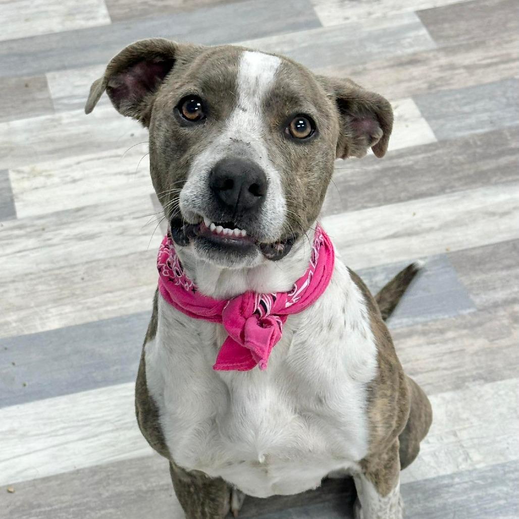 Enlarge Mamie, a Adoptable Catahoula Leopard Dog in Lufkin, TX image 1/5
