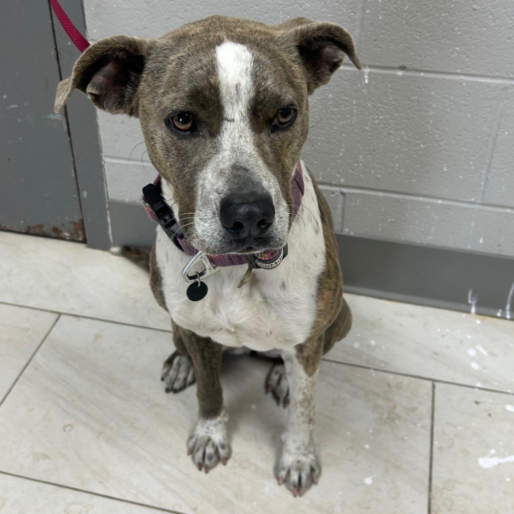 Enlarge Mamie, a Adoptable Catahoula Leopard Dog in Lufkin, TX image 2/5