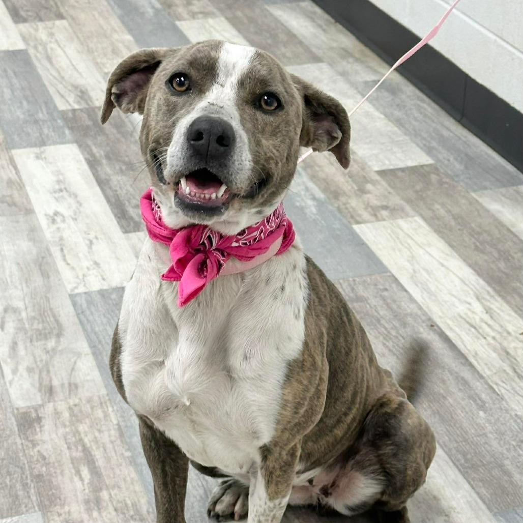 Enlarge Mamie, a Adoptable Catahoula Leopard Dog in Lufkin, TX image 5/5