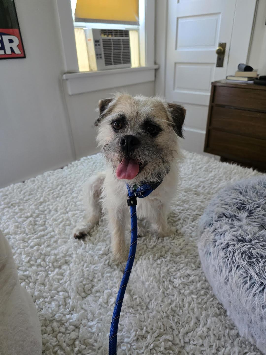 Breed Brussels Griffon mix Age 2 yrs Weight 15 lbs Good with dogs yes her