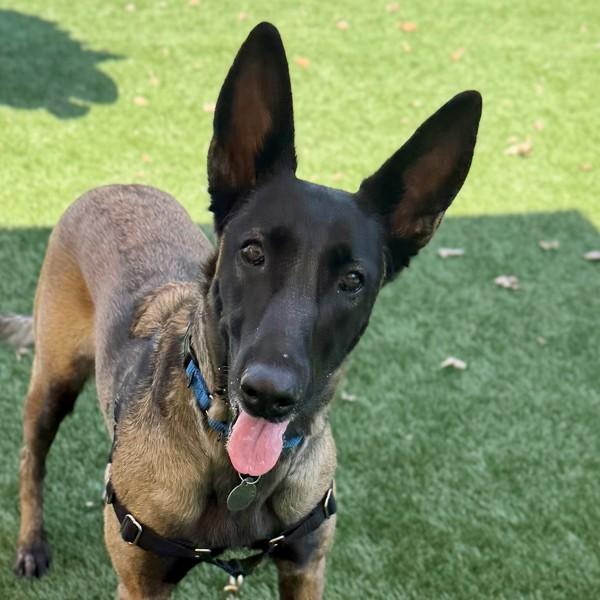 Mali, Adoptable, Adult Female Belgian Shepherd / Malinois.