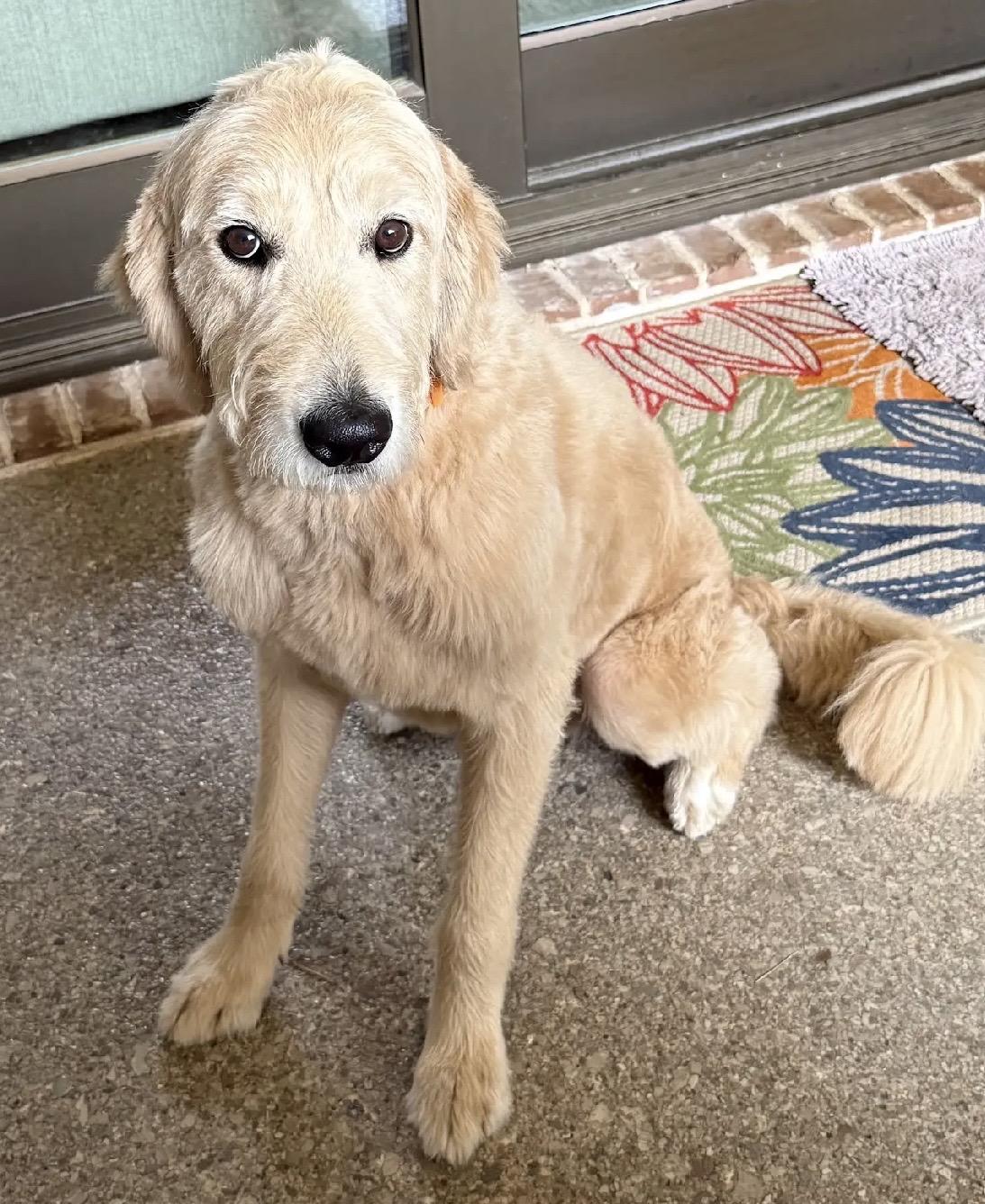 Charlie, Adoptable, Adult Male Goldendoodle.